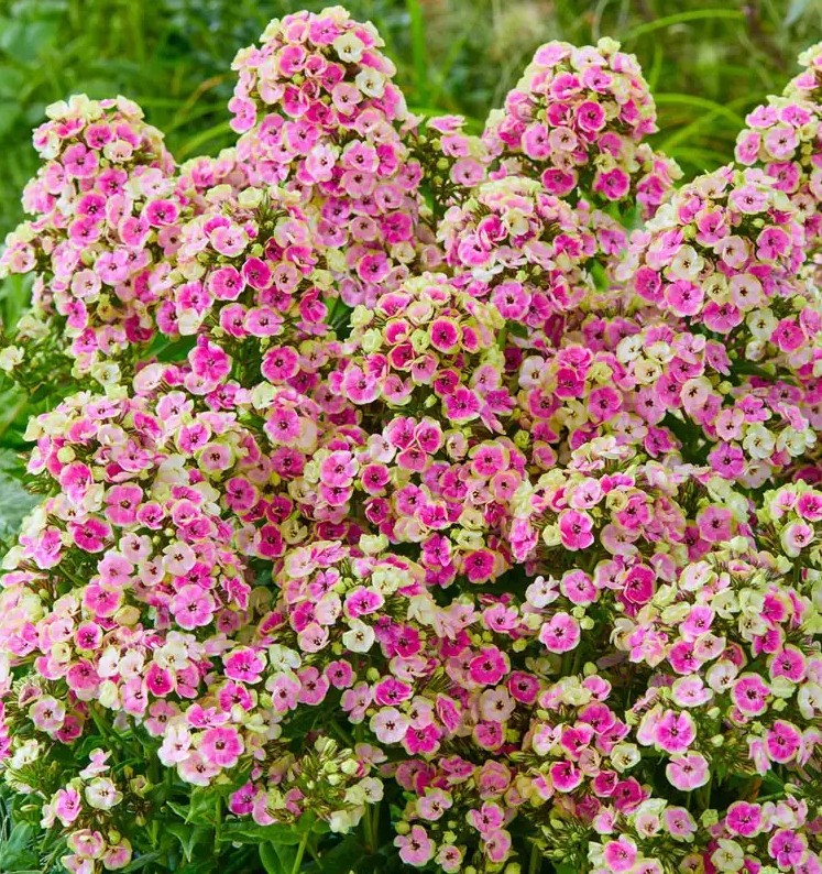 Aed-leeklill Orchid Yellow paljasjuurne 1 tk