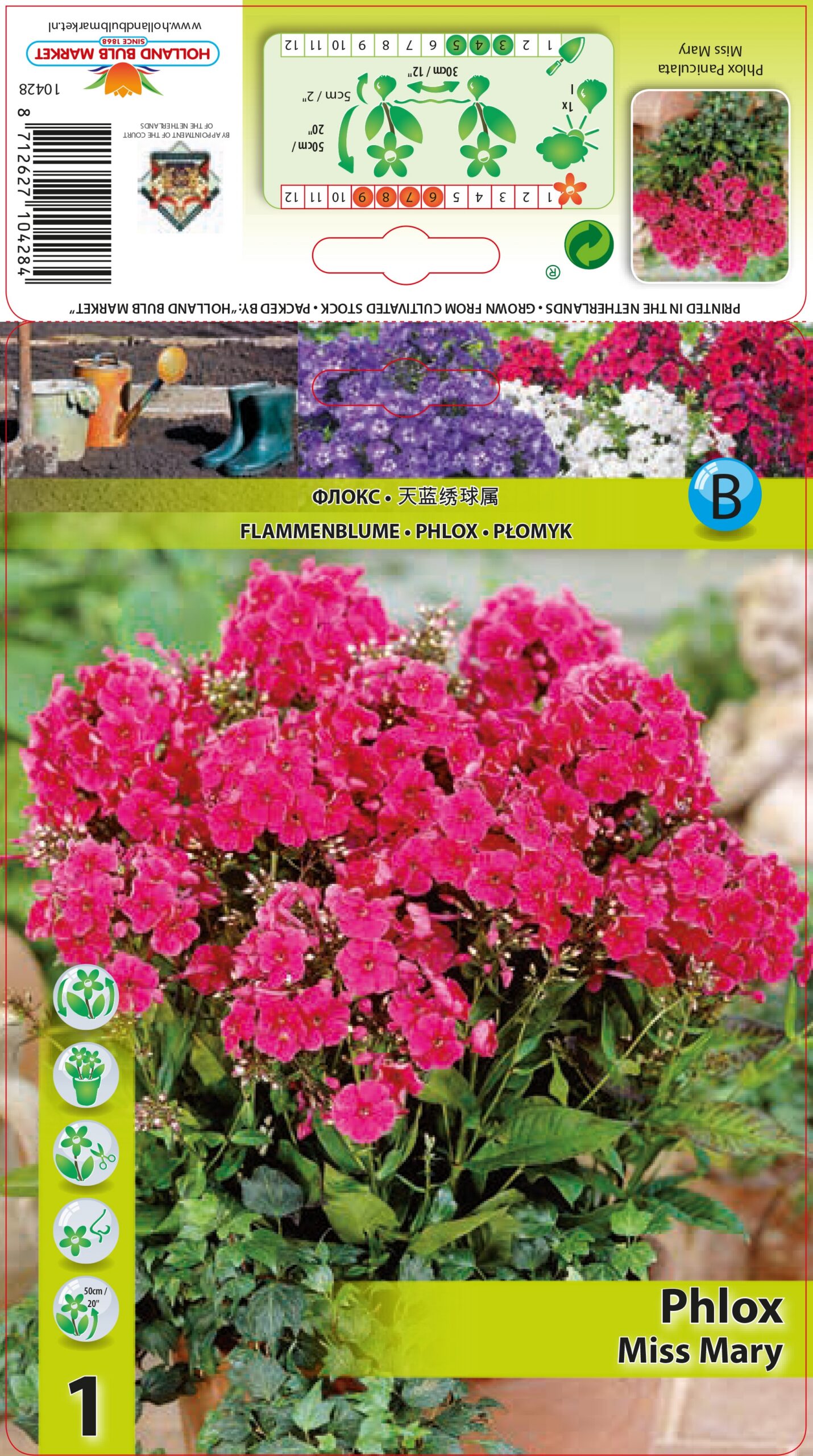 Floks Miss Mary 1 tk