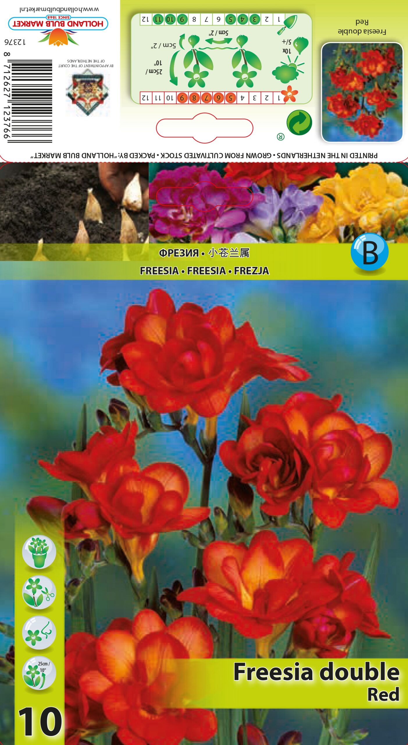 Freesia Double Red 10 tk