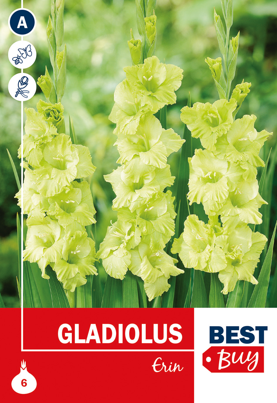 Gladiool Erin 6tk