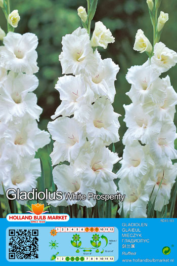 Gladiool White Prosperity 1 tk