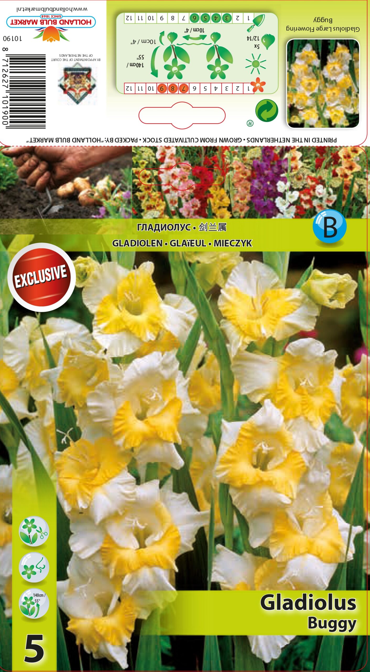 Gladiool Buggy 5 tk