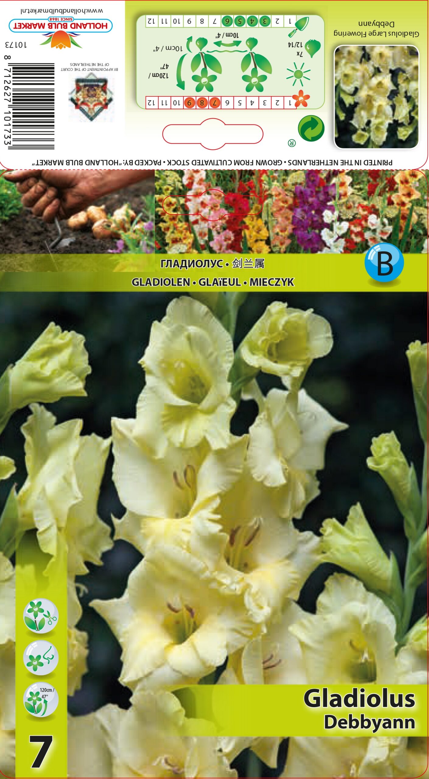 Gladiool Debbyann 7 tk