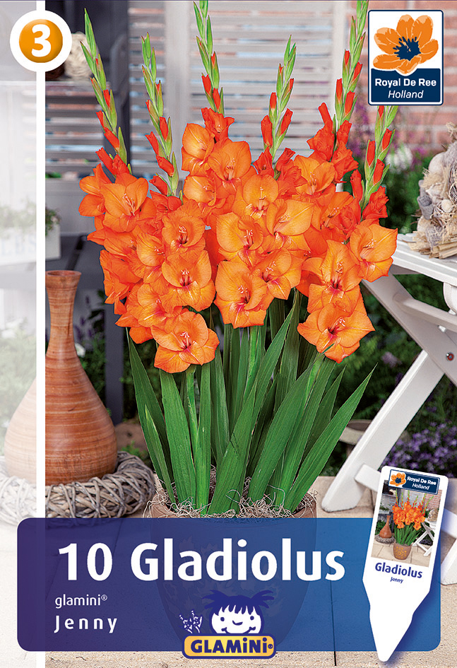 Gladiool Glamini Jenny 10 tk