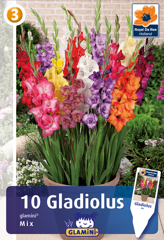 Gladiool Glamini segu 10 tk