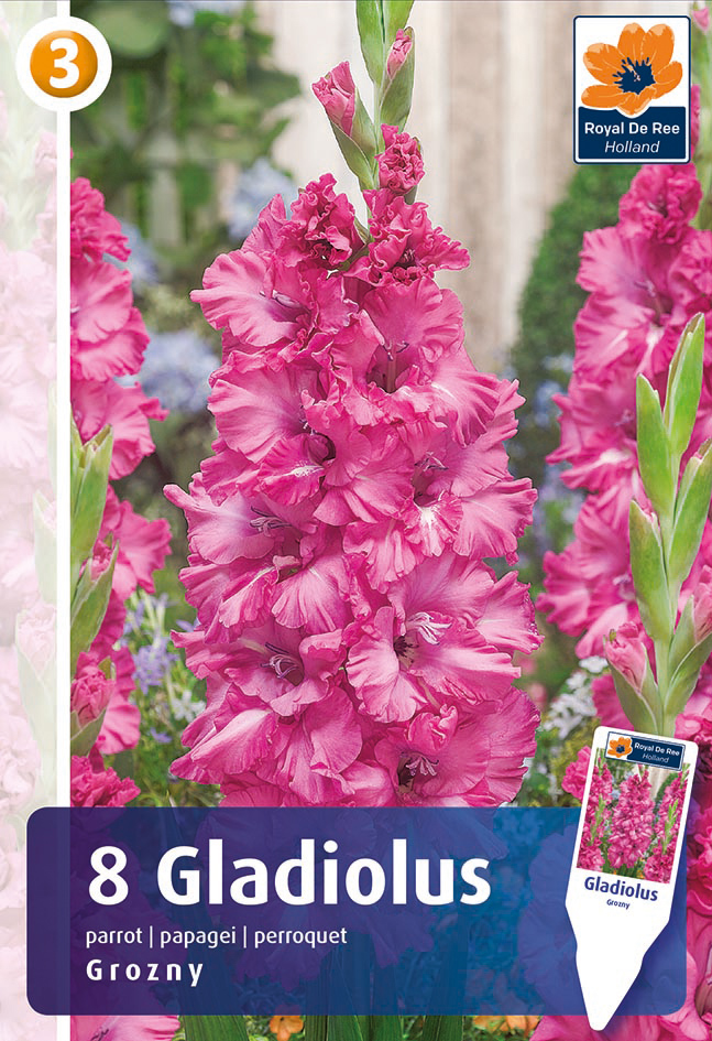 Gladiool Grozny 8 tk