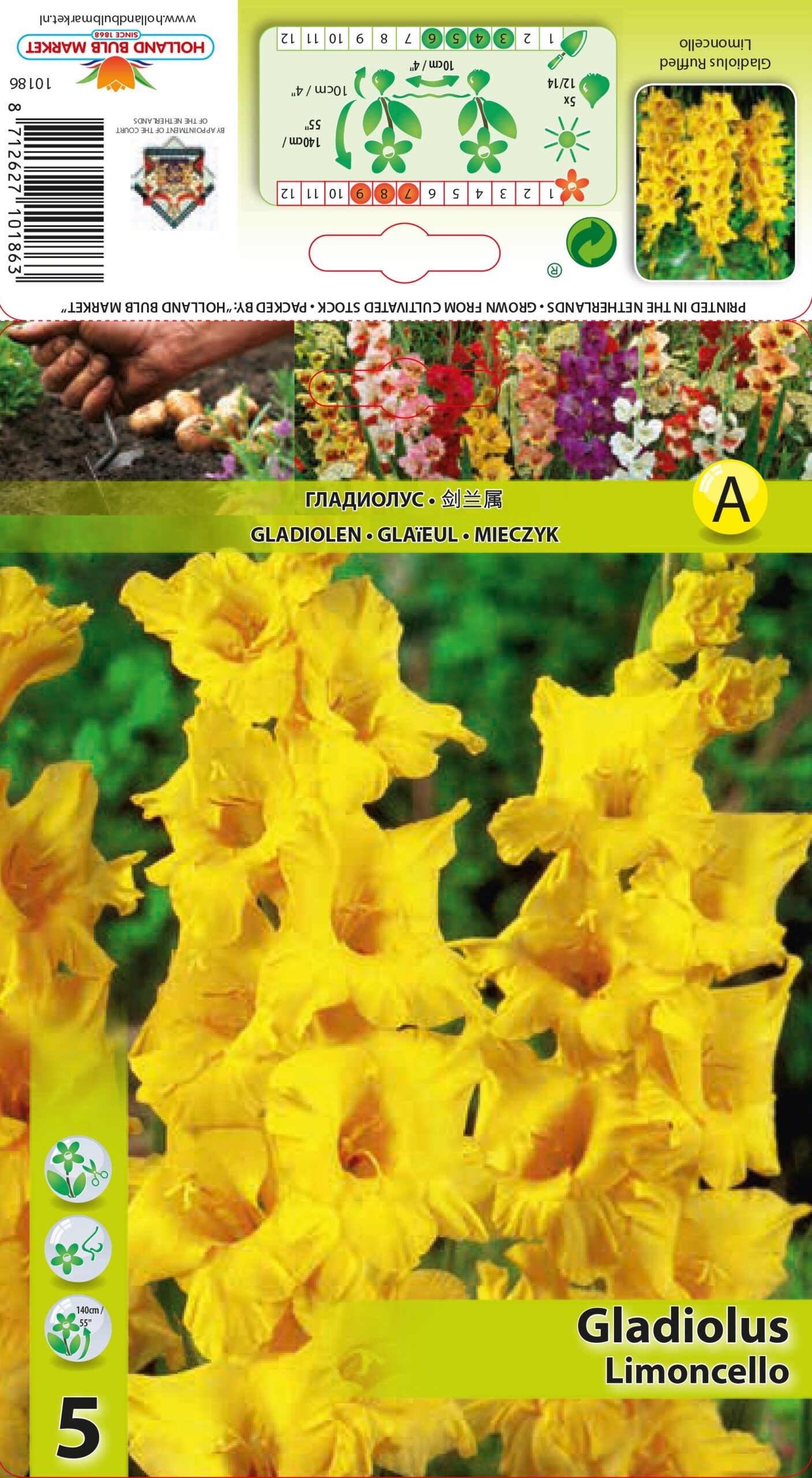Gladiool Limoncello 5 tk