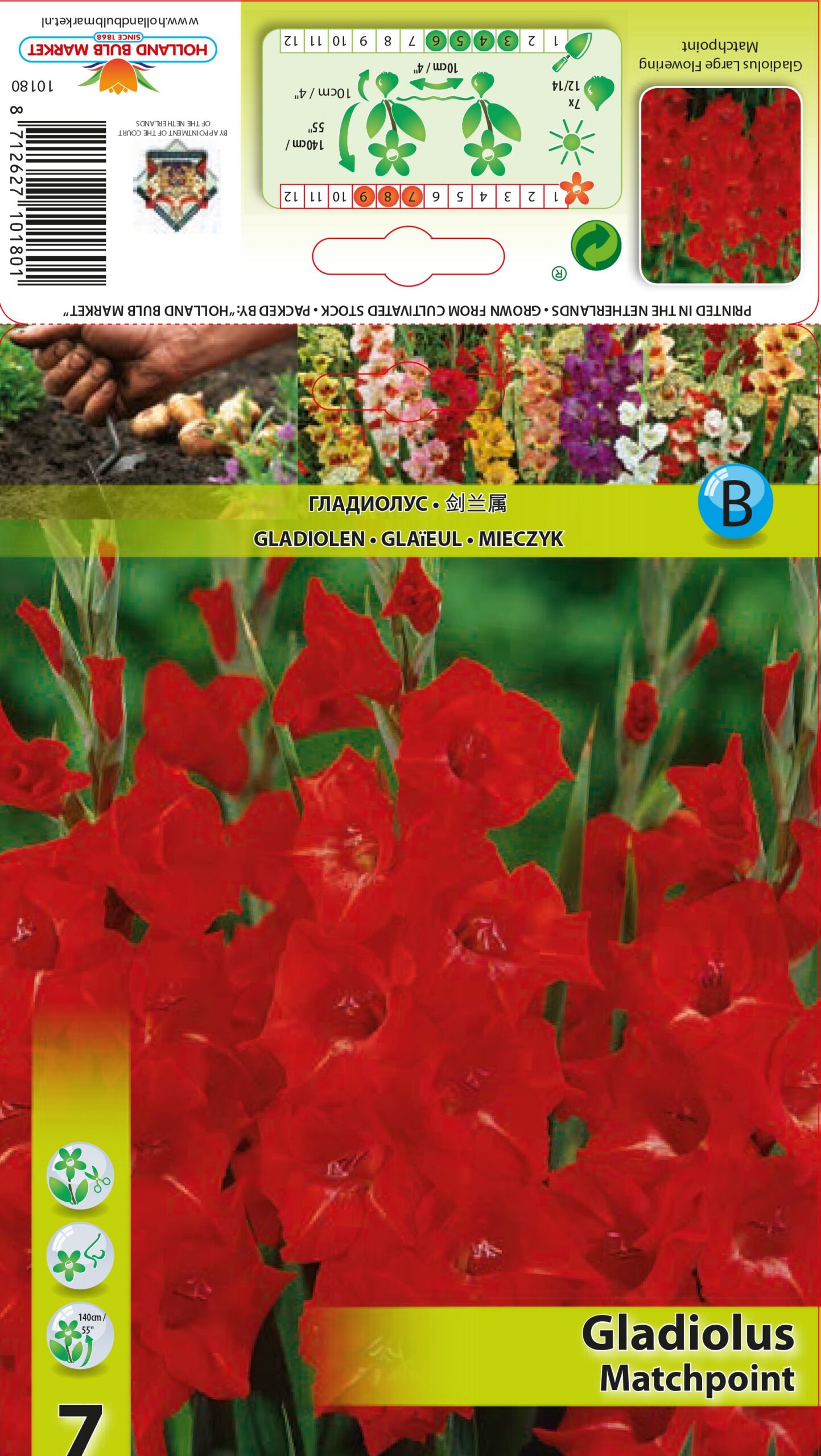 Gladiool Matchpoint 7 tk