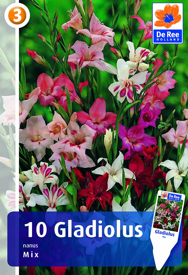 Gladiool mini segu 10tk