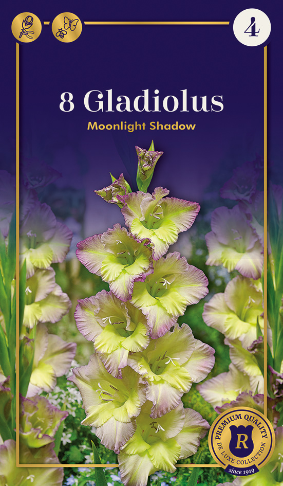 Gladiool Moonlight Shadow 8 tk