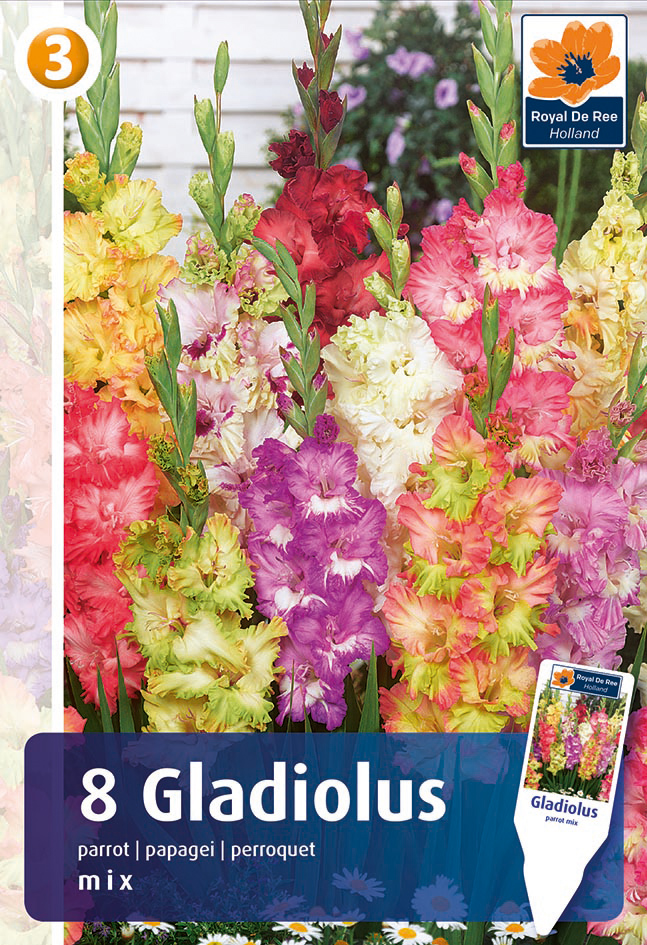 Gladiool Parrot segu 8tk