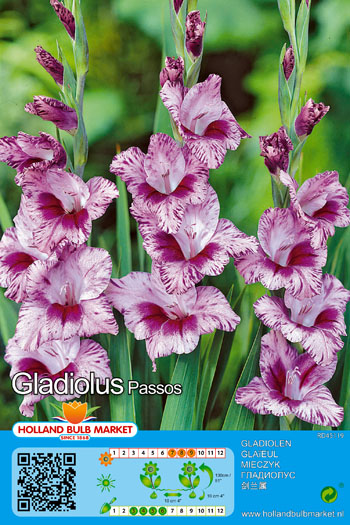 Gladiool Passos 1 tk