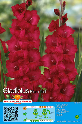 Gladiool Plum Tart 1 tk