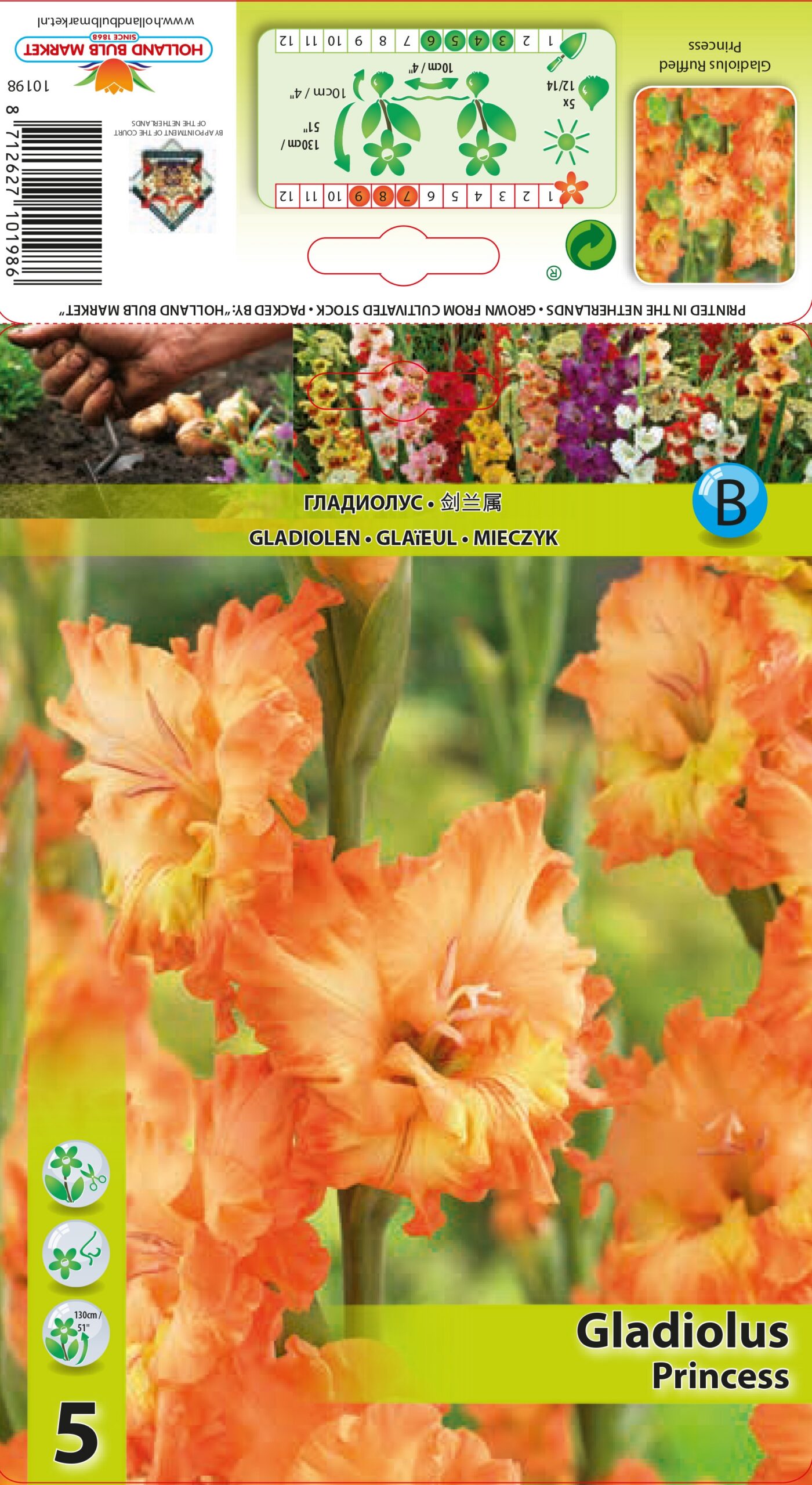 Gladiool Princes 5 tk