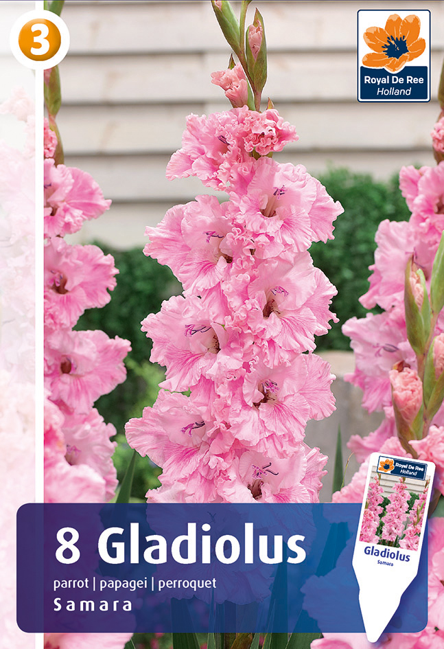 Gladiool Samara 8 tk
