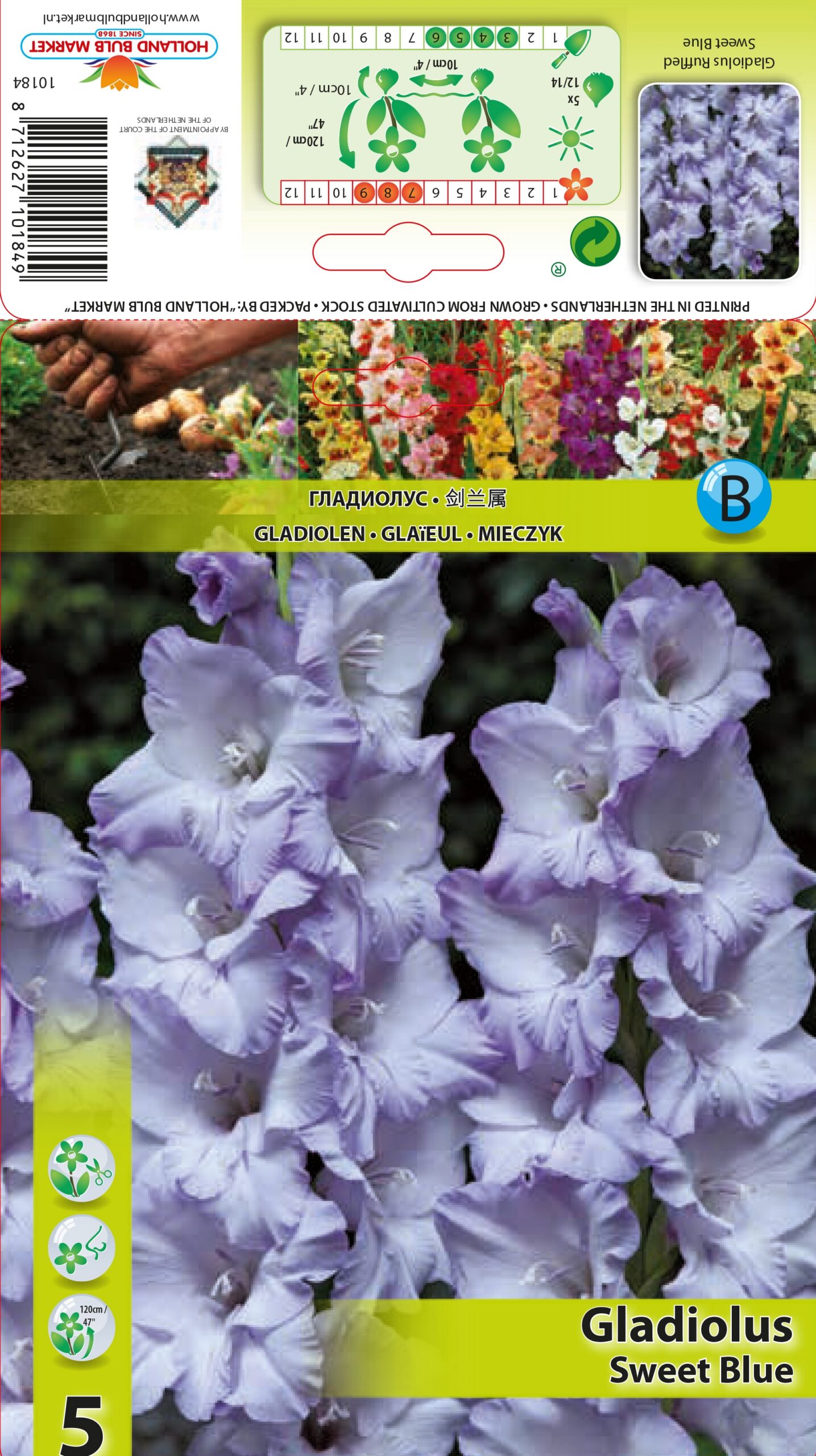 Gladiool Sweet Blue 5tk
