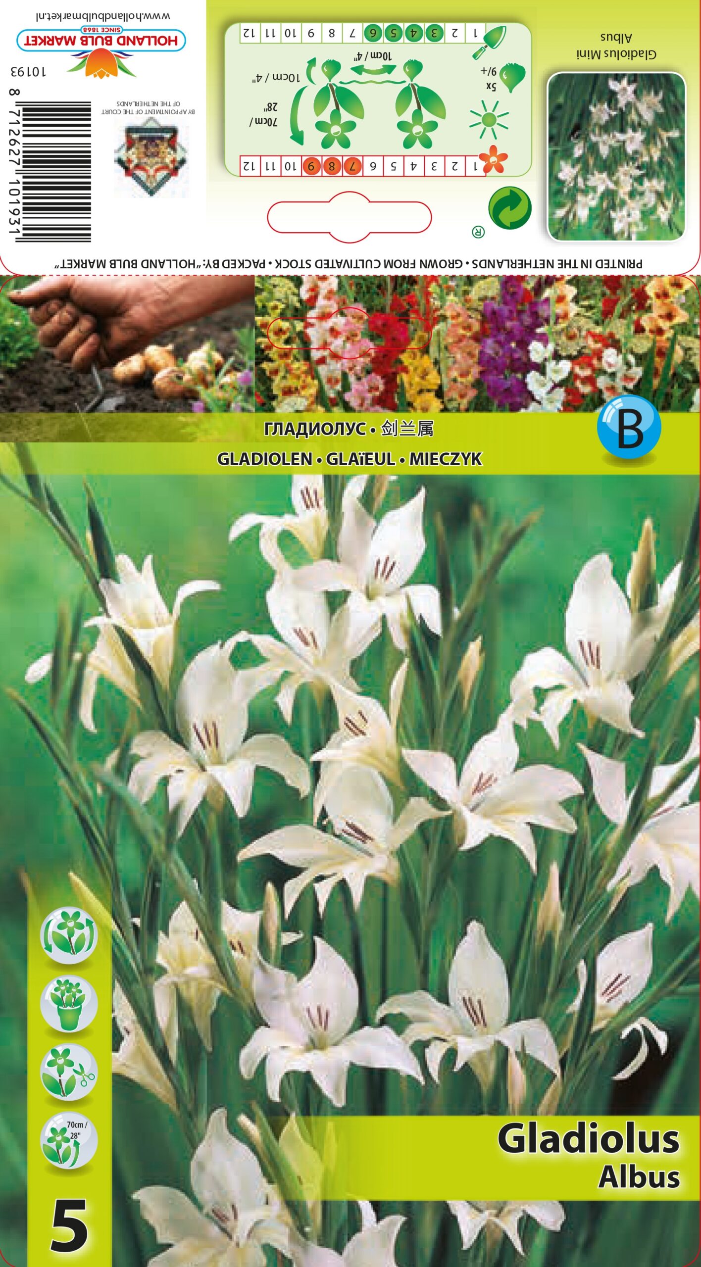 Gladiool mini Albus 5 tk