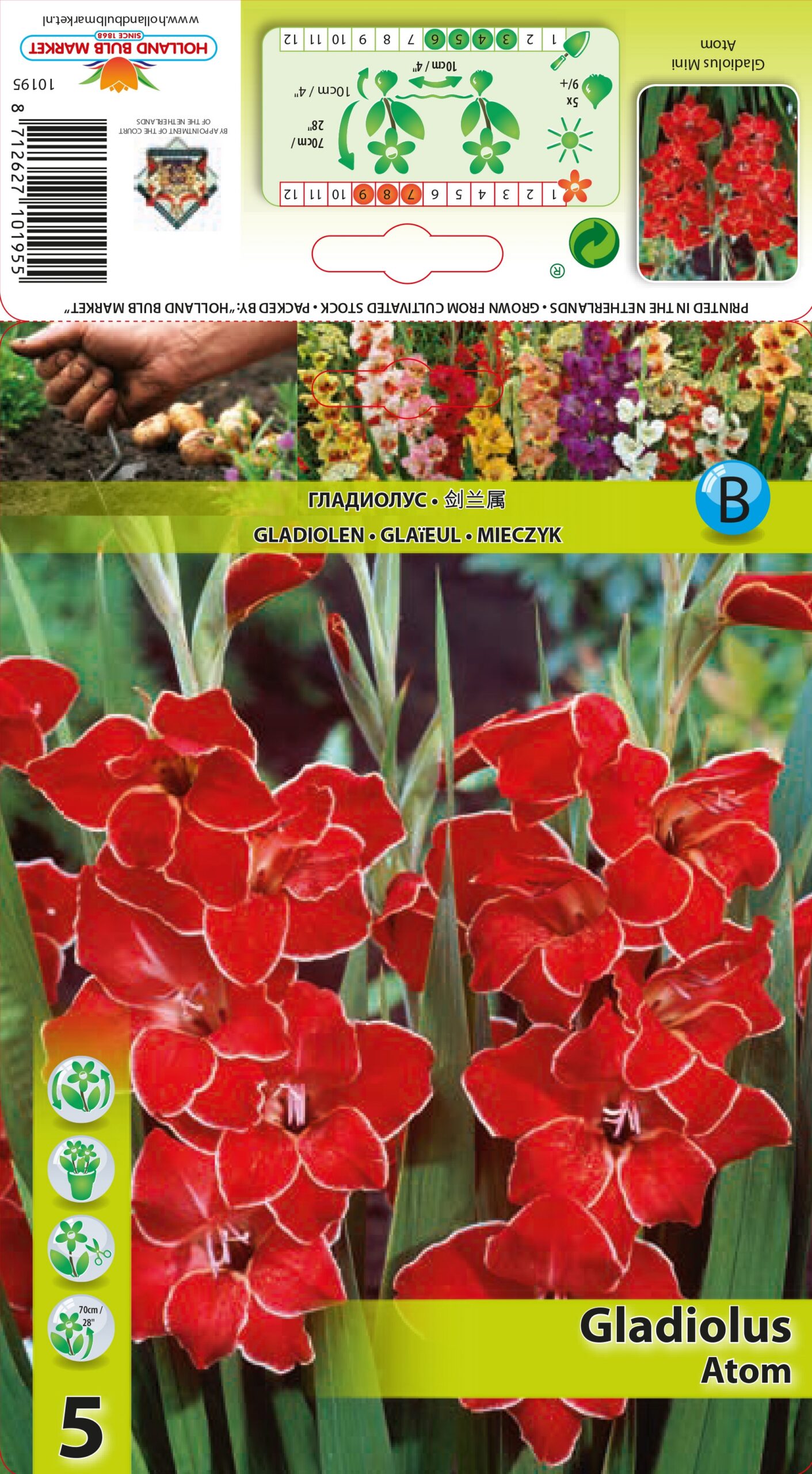 Gladiool mini Atom 5tk