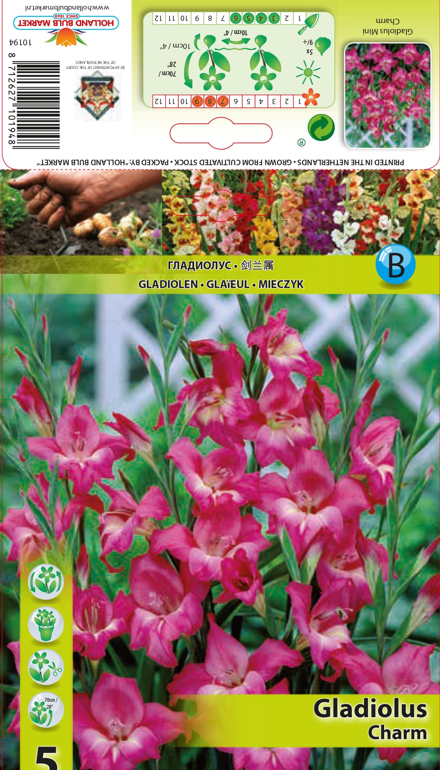 Gladiool mini Charm 5 tk