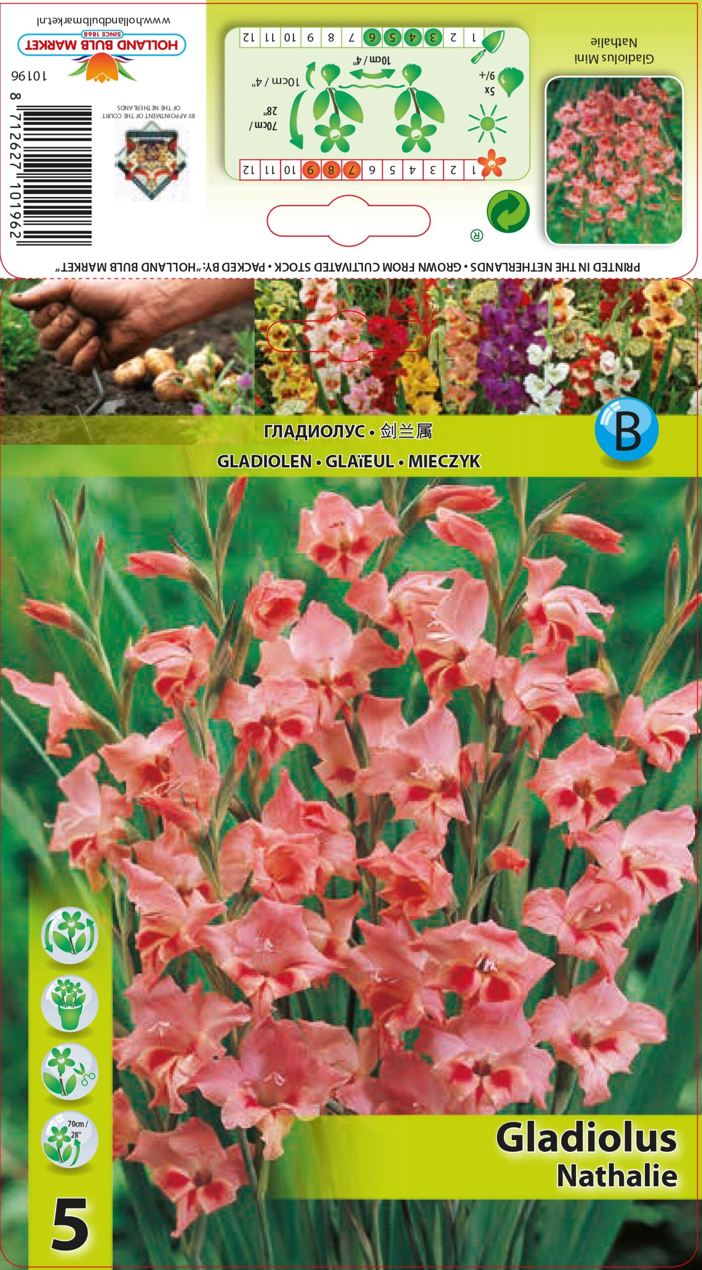 Gladiool mini Nathalie 5 tk