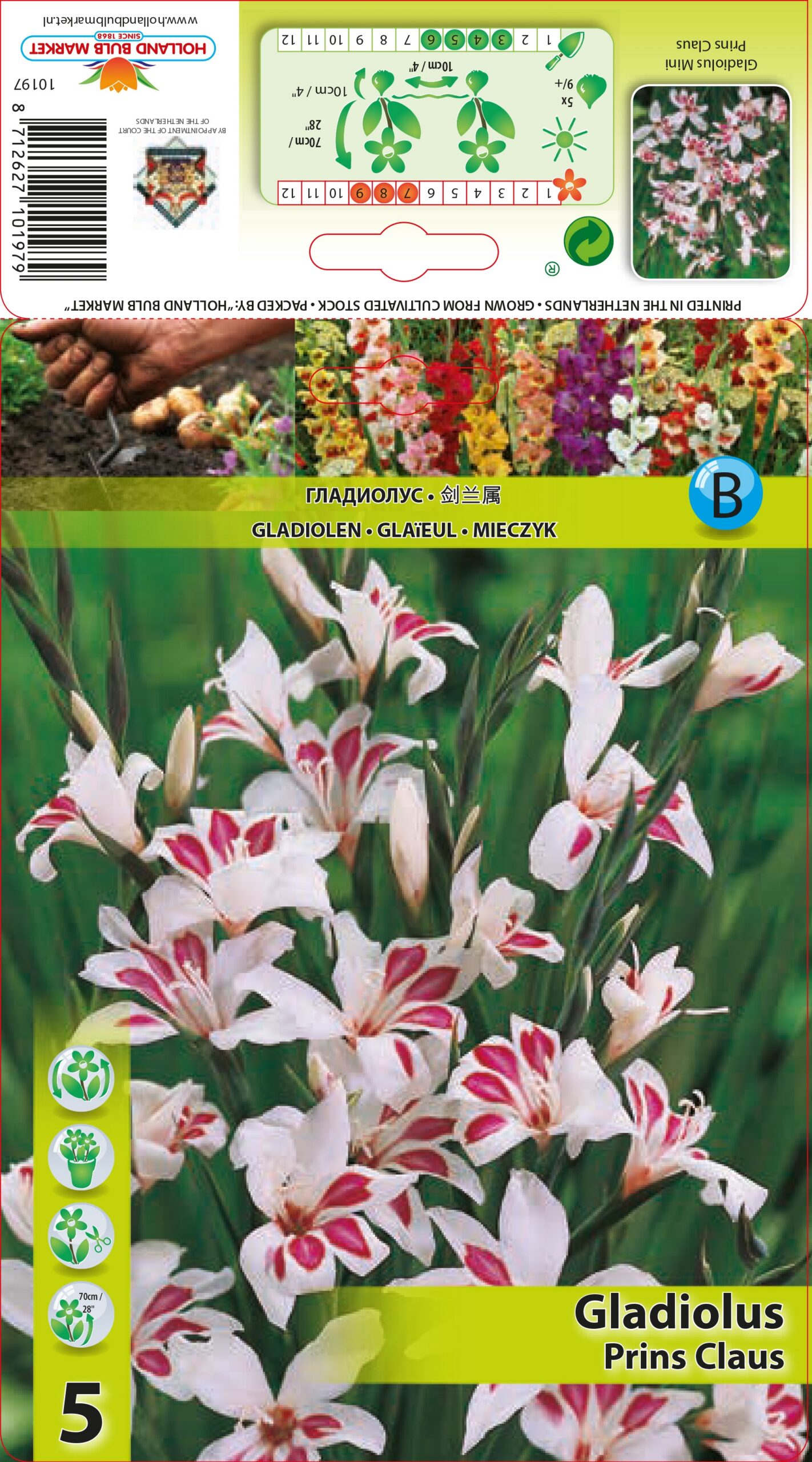 Gladiool mini Prins Claus 5tk