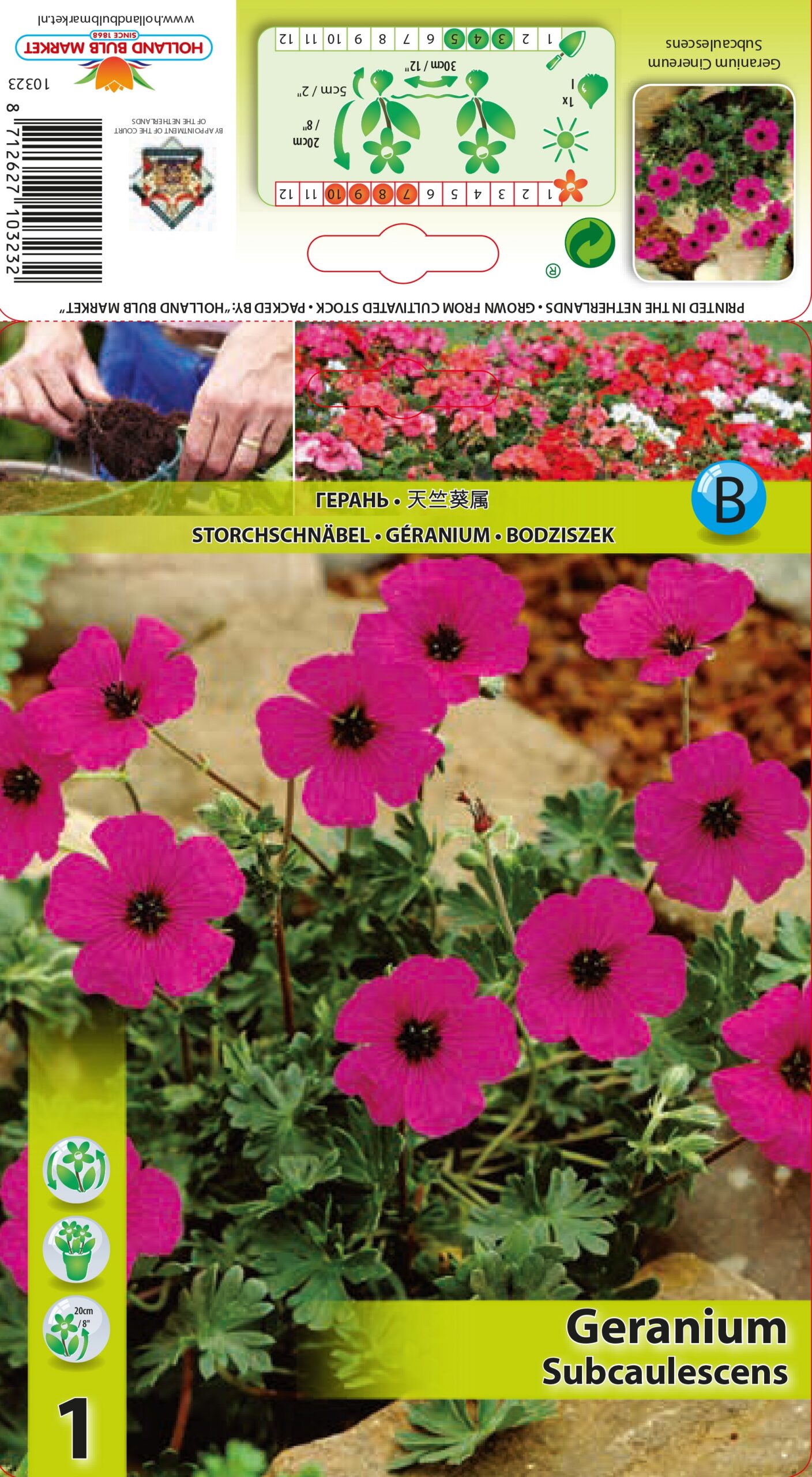 Hall kurereha subcaulescens 1 tk