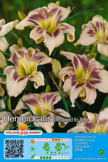 Päevaliilia Destined to See