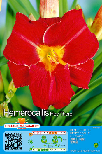 Päevaliilia Hey There 1 tk