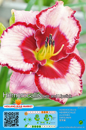 Päevaliilia Lies and Lipstick 1 tk