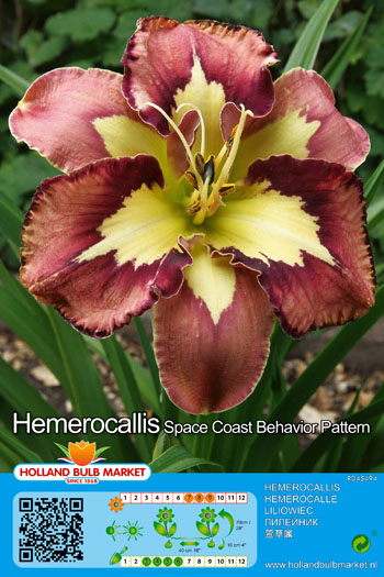 Päevaliilia Spacecoast Behavior Pattern 1 tk