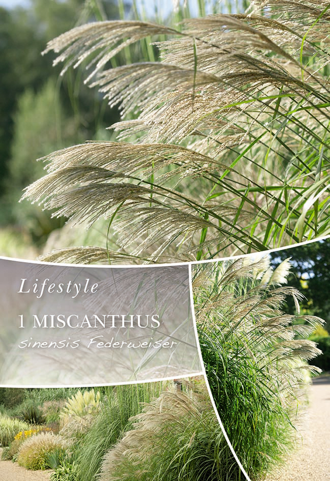 Hiina siidpööris Federweiser 1tk