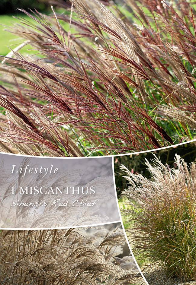 Hiina siidpööris Red Chief 1 tk