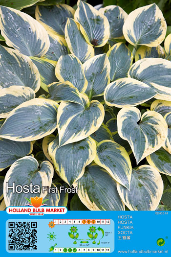 Hosta First Frost 1 tk