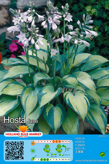 Hosta June 1 tk