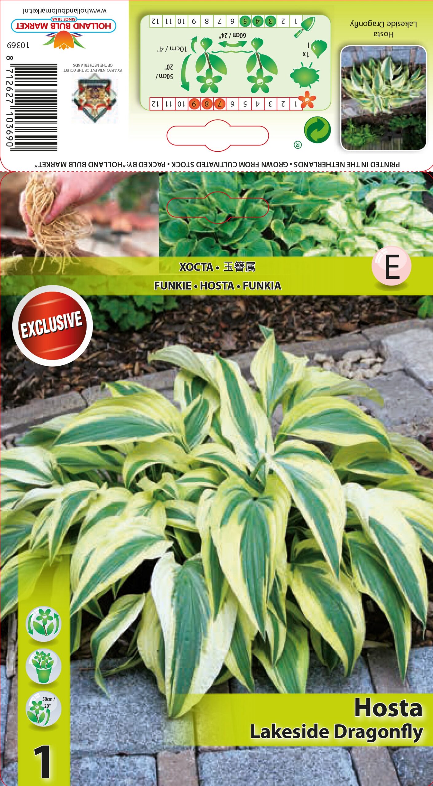 Hosta Lakeside Dragonfly 1 tk