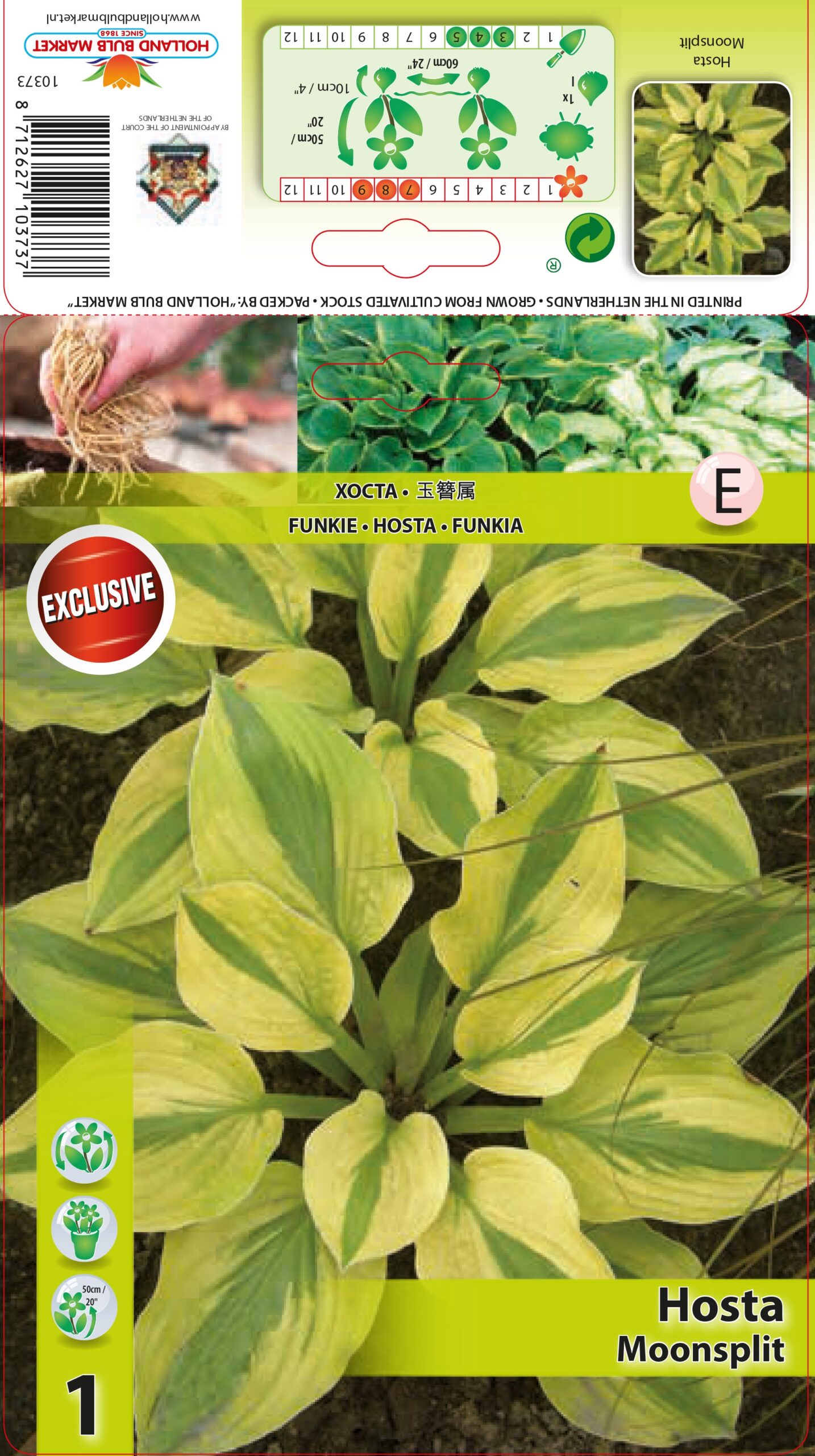 Hosta Moonsplit 1 tk