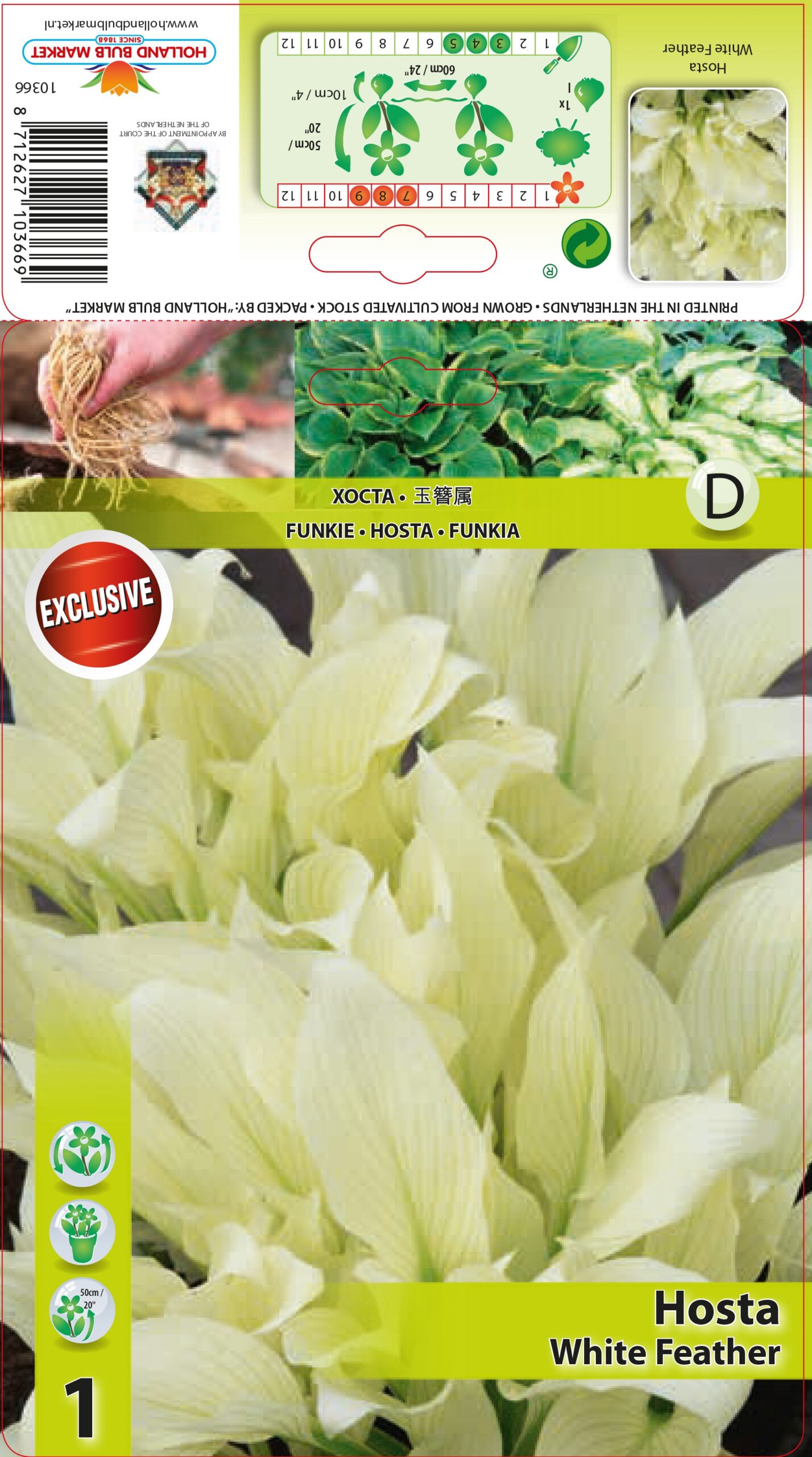 Hosta White Feather 1 tk