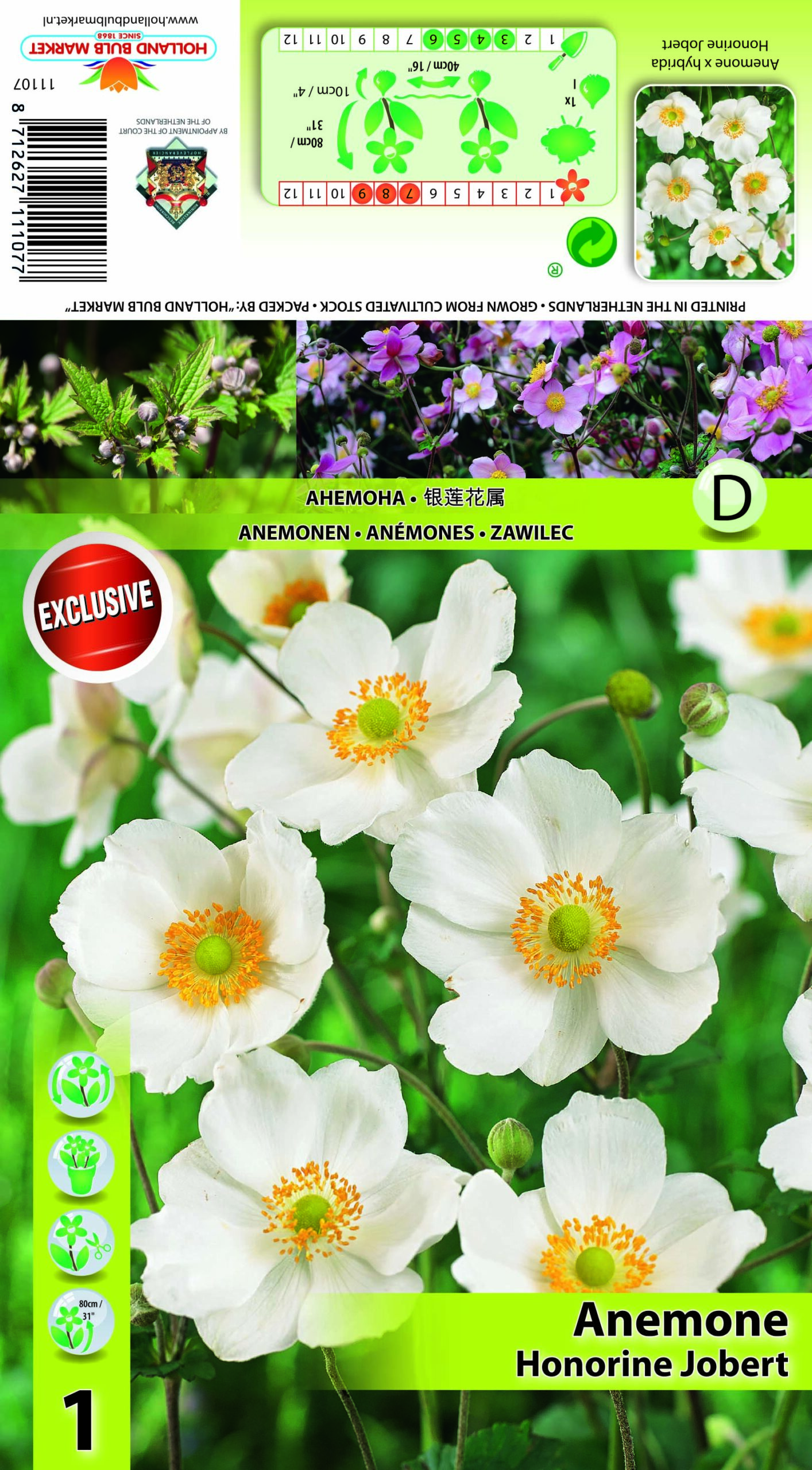 Hübriidülane Honorine Jobert 1 tk