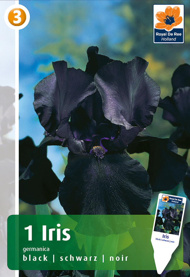 Iiris Black 1 tk