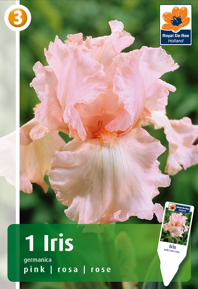 Iiris Pink 1tk