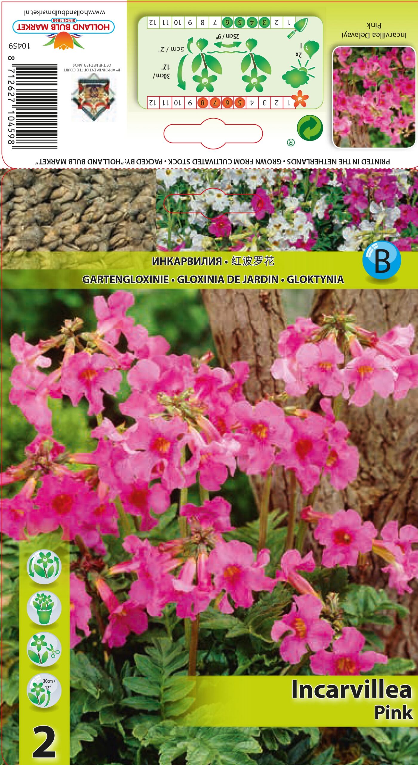 Inkarvillea Pink 2 tk