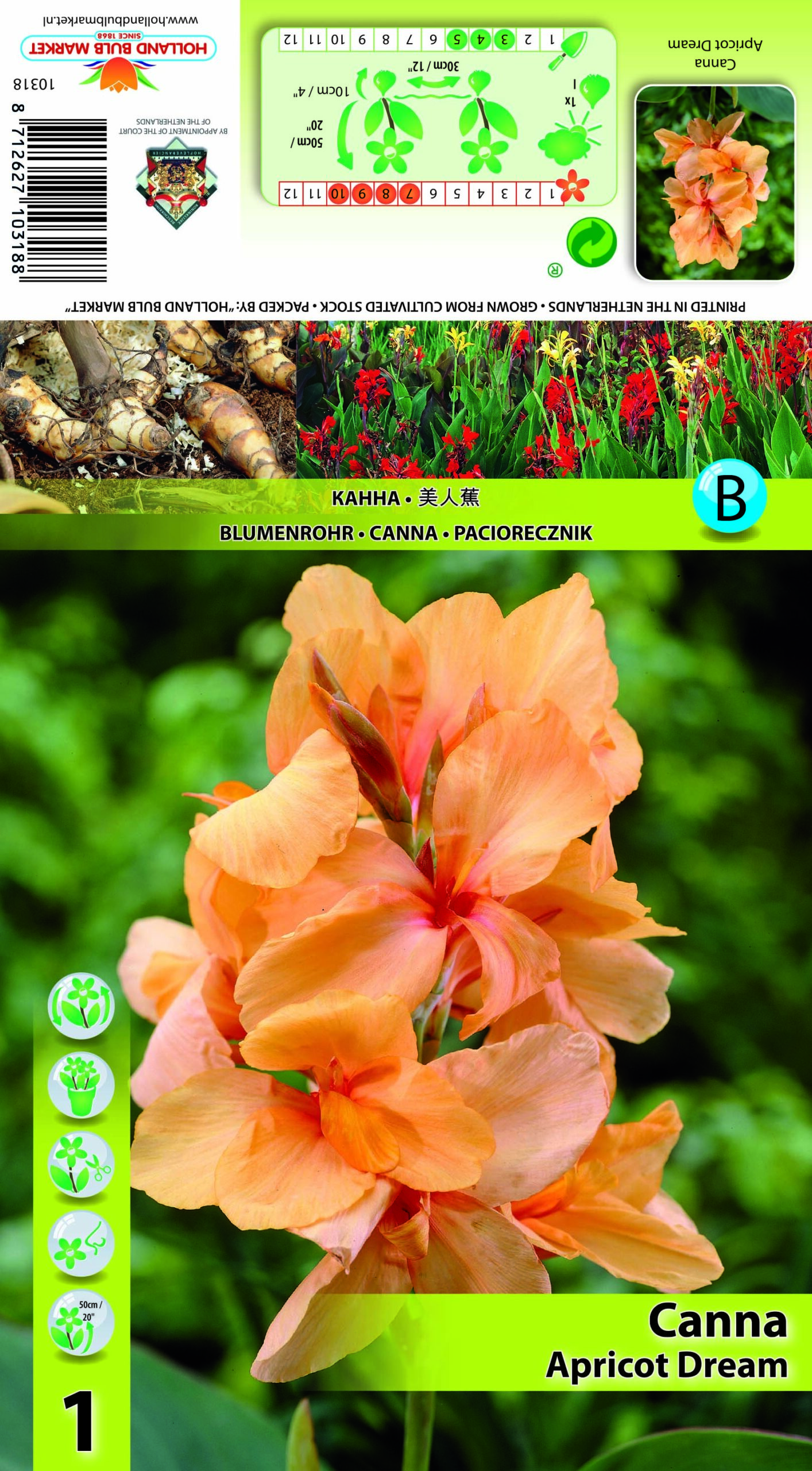 Kanna Apricot Dream 1 tk