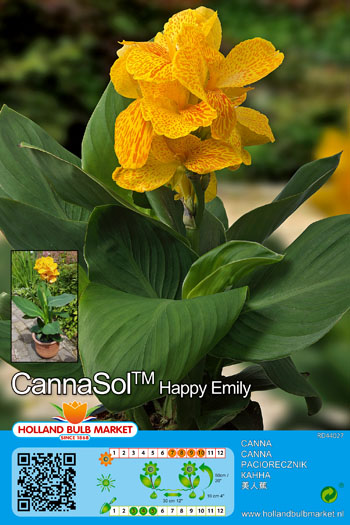 Kanna Cannasol Happy Emily 1 tk