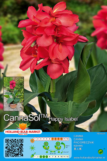Kanna Cannasol Happy Isabel 1 tk