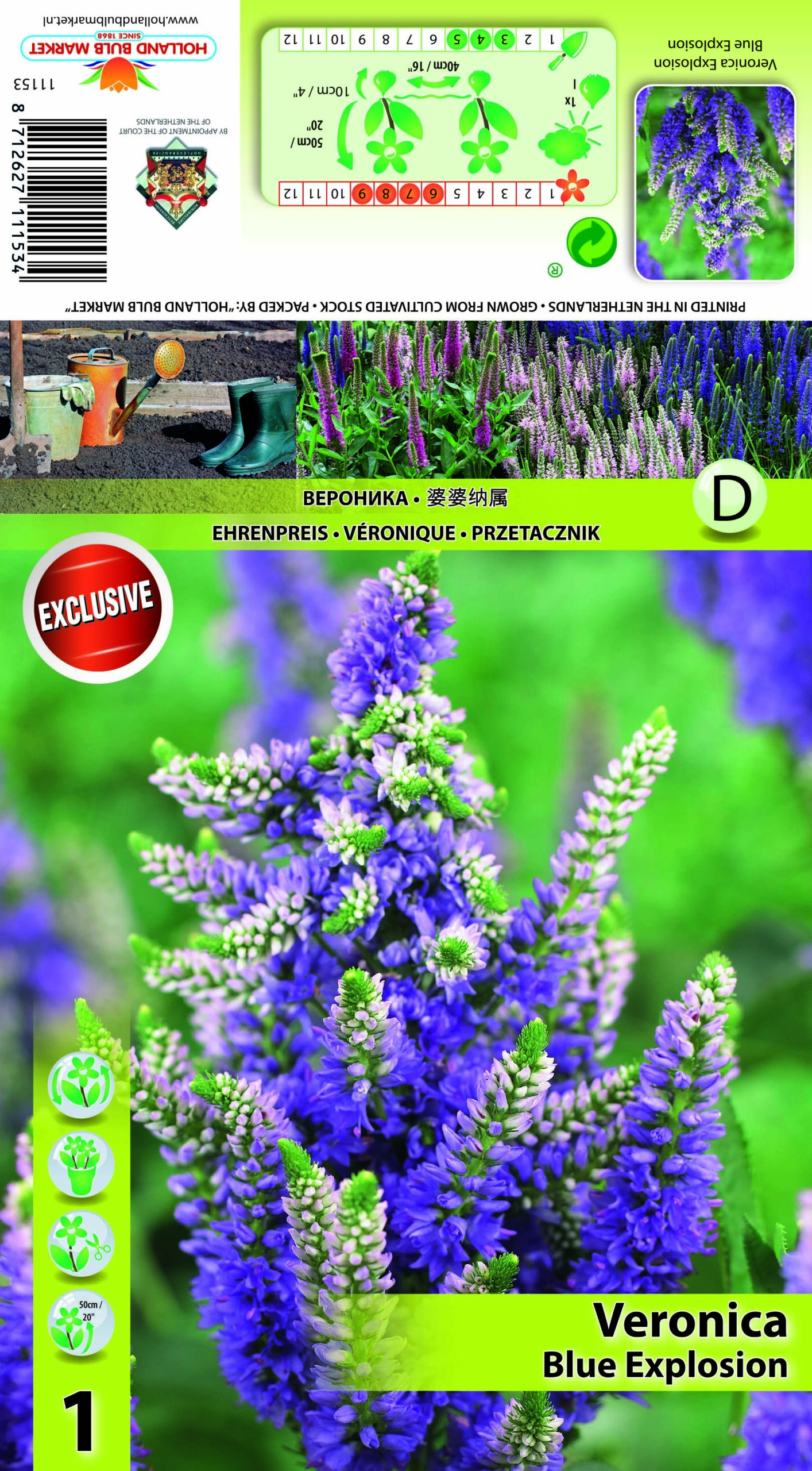 Kassisaba Blue Explosion 1 tk