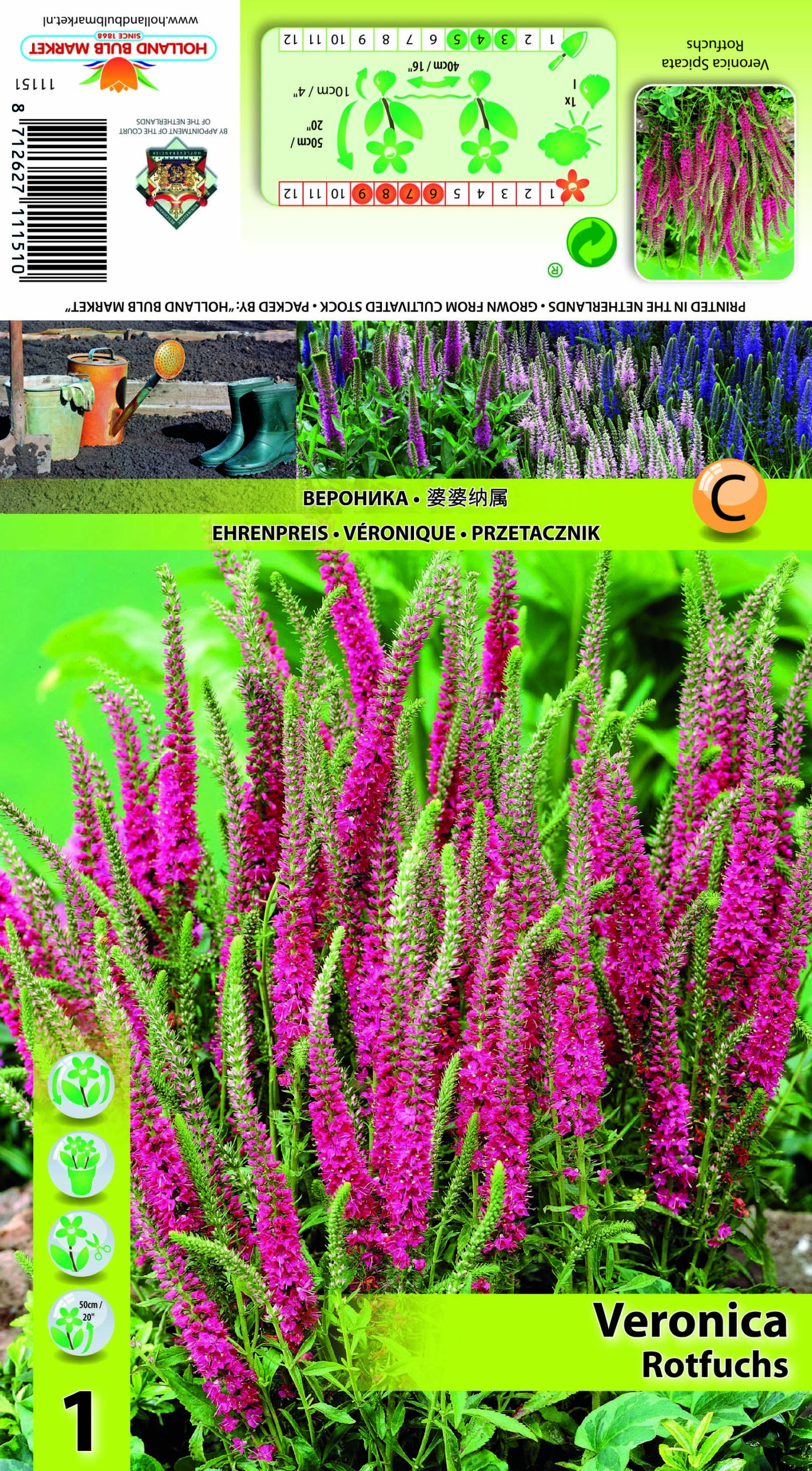 Kassisaba Rotfuchs 1tk