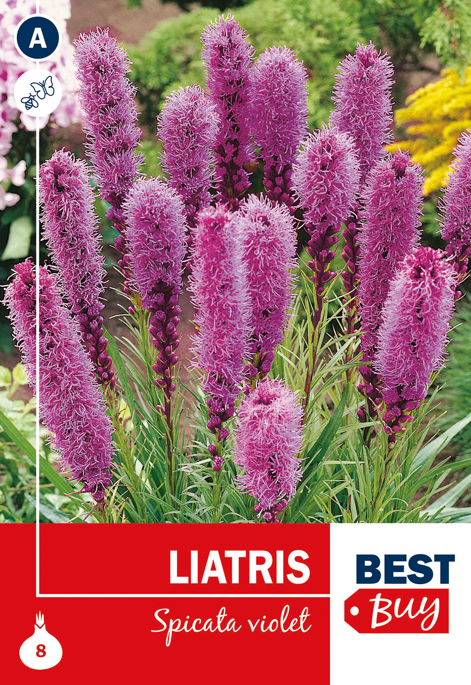 Liatris tähkjas lilla 8tk