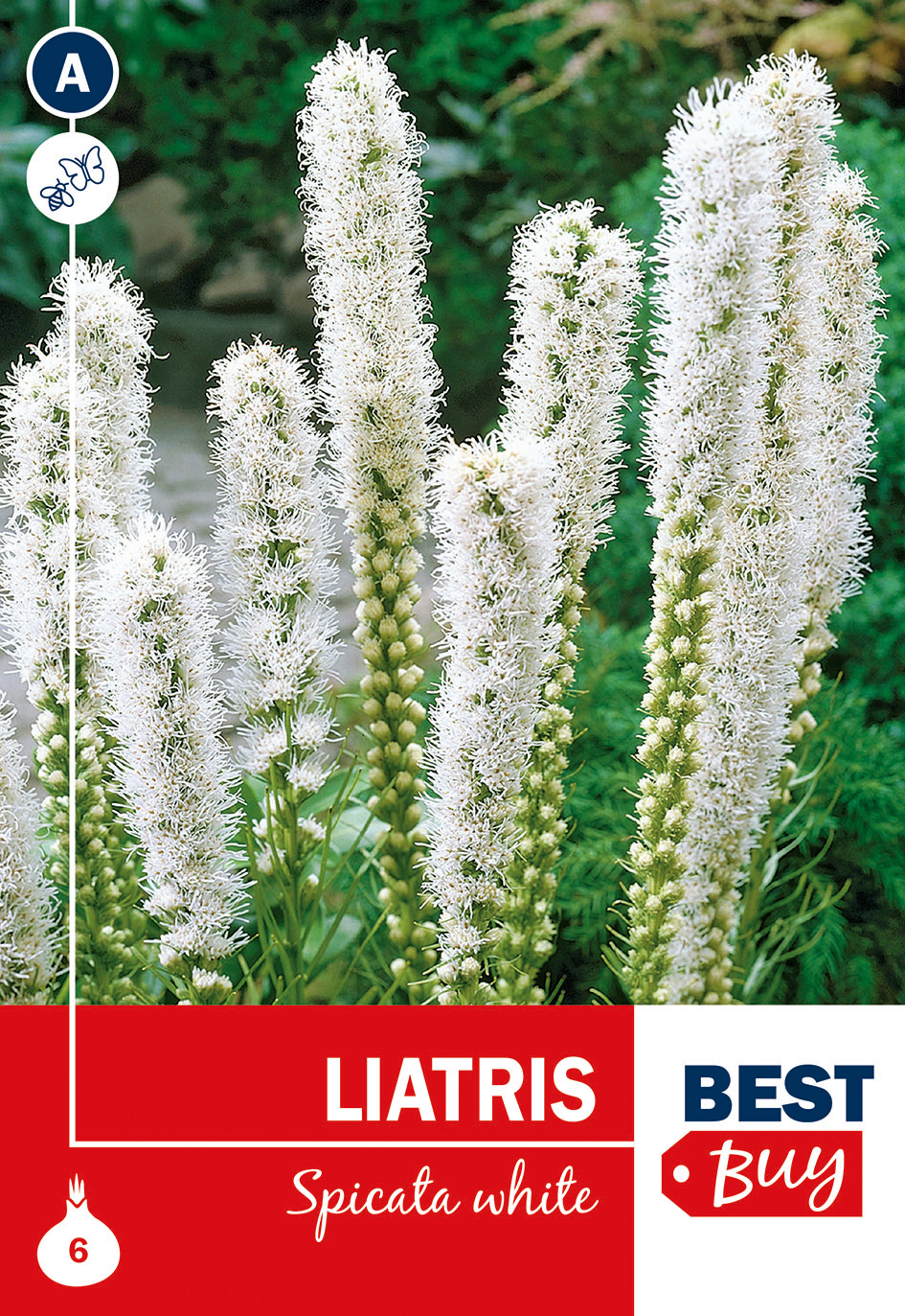 Liatris tähkjas valge 8tk