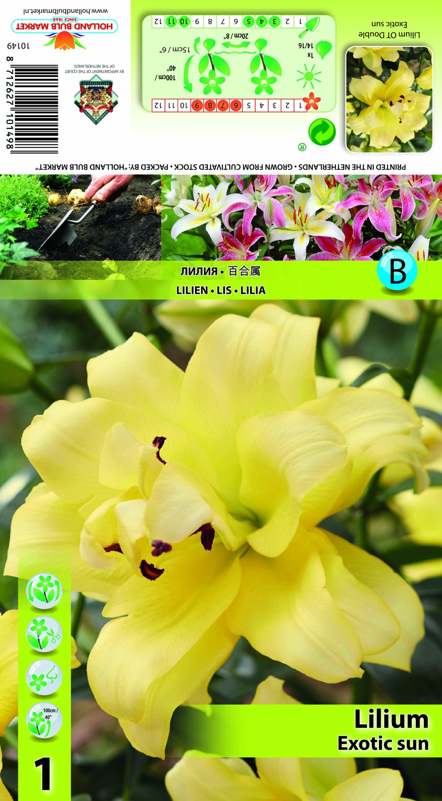 Liilia Exotic Sun 1 tk