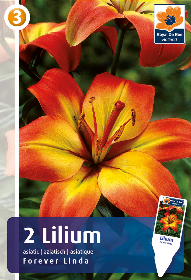 Liilia Forever Linda 2tk